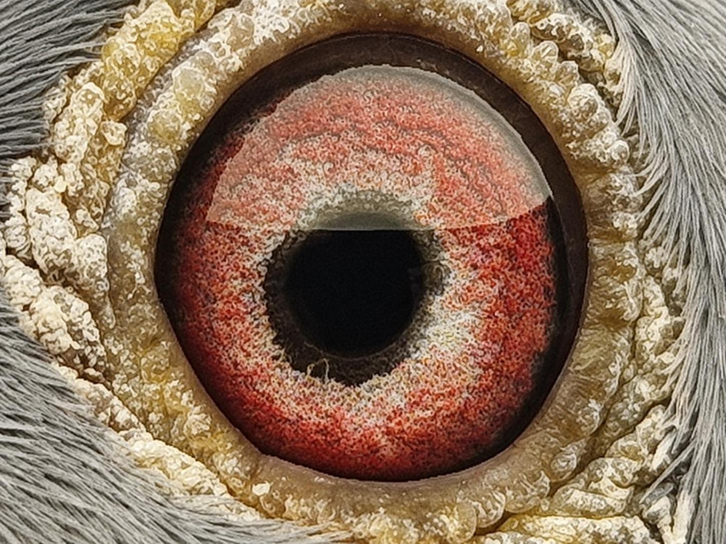 Pigeon eye